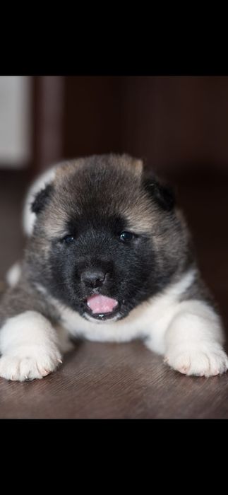 Продам Щенков Американской Акиты