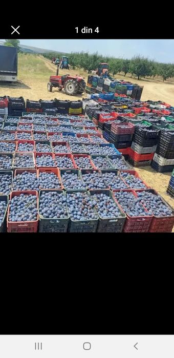 Prune pentru băuturi tradiționale spirtoase cu preț de producător