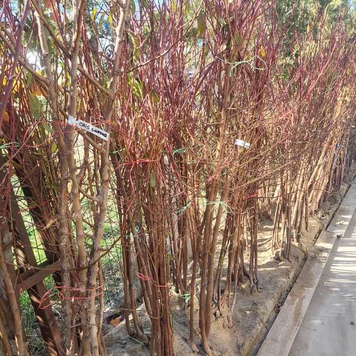 Pomi fructiferi de toate soiurile – altoiți, sănătoși și productivi