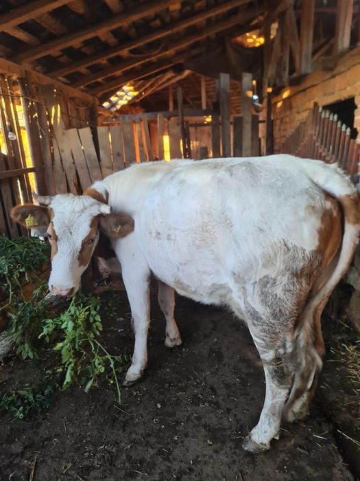 Vaca tanara pentru abator