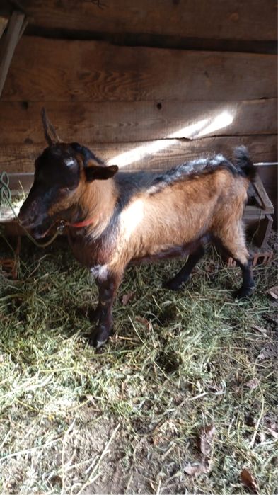 Vand Țap Alpin Francez!