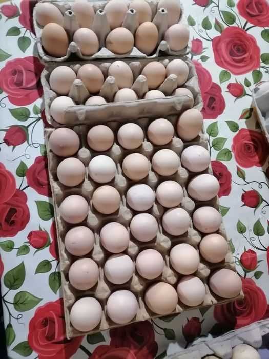 Oua de găini de casă!!!9