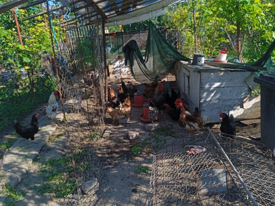 Ouă proaspete de țară ecologice de găină și rață
