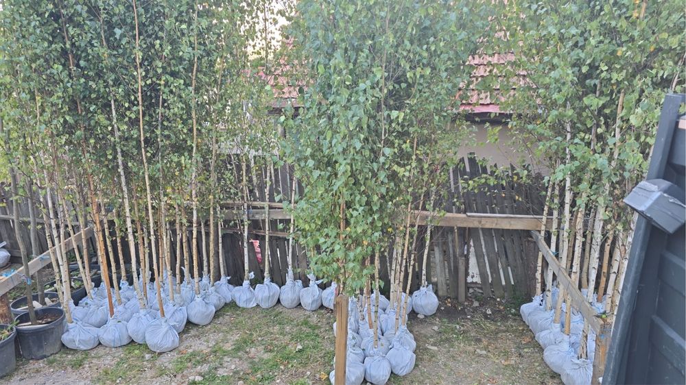 Vand mesteacan coaja alba calitate extra diferite dimensiuni