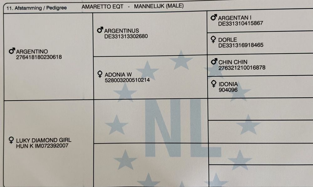 Armasar de 3 ani cu pedigree de sarituri