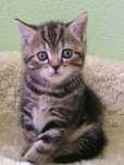 American shorthair