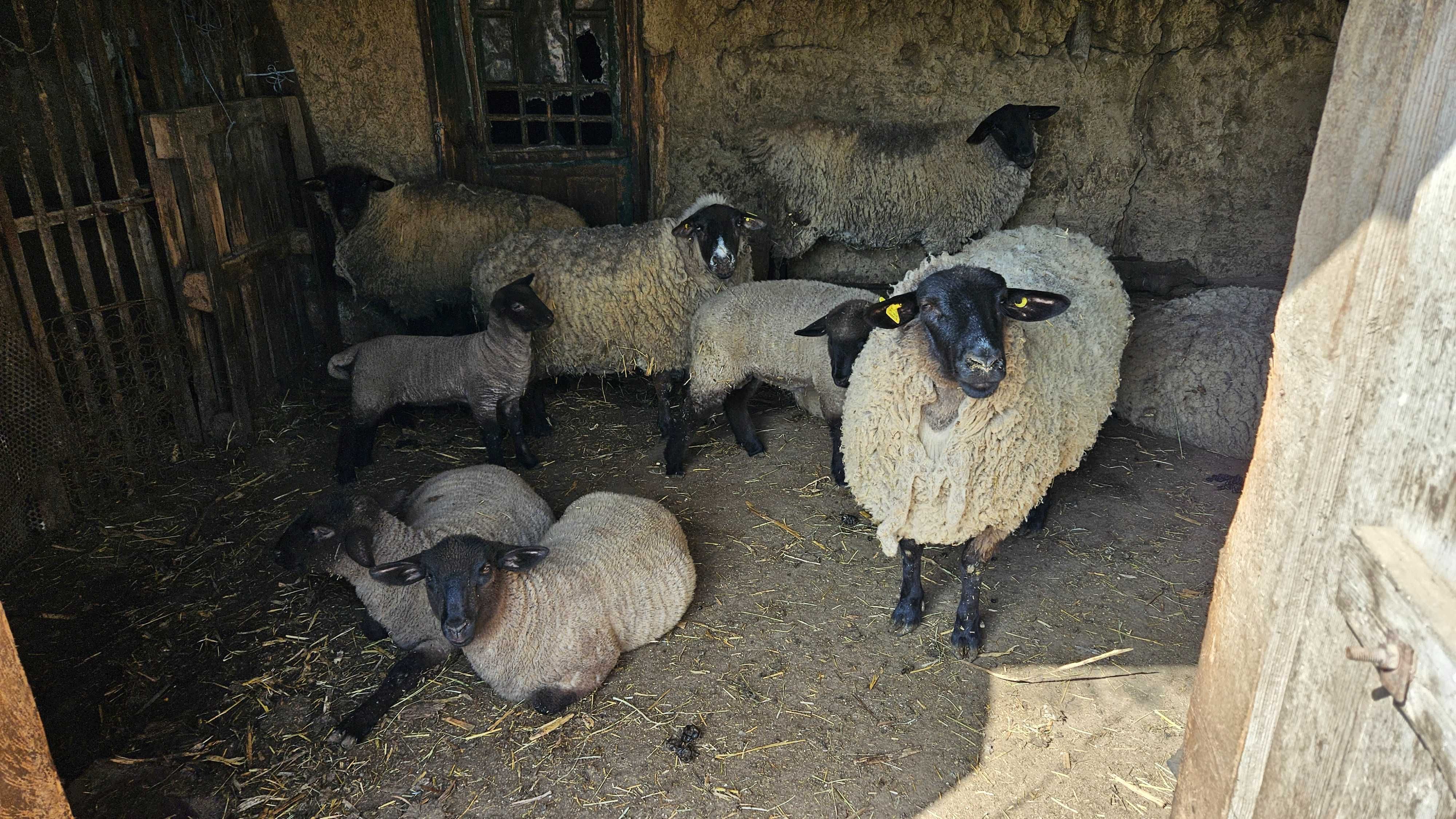 Vand Ovine Suffolk