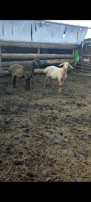 Продам кошкарчиков