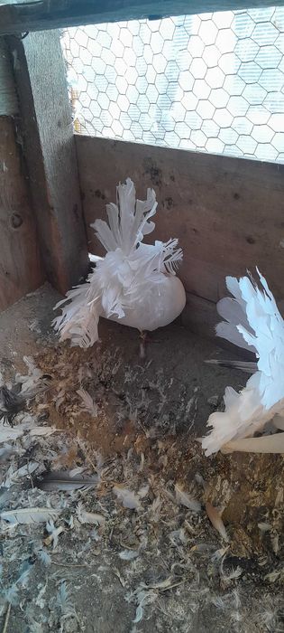 Vind porumbei,desfintez voliera