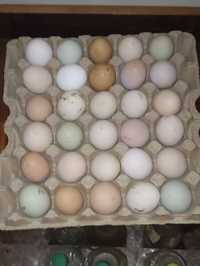 Продам инкубационый яйца домашних кур.
