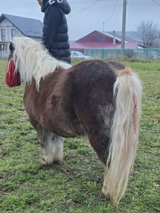 Vând ponei talie mica