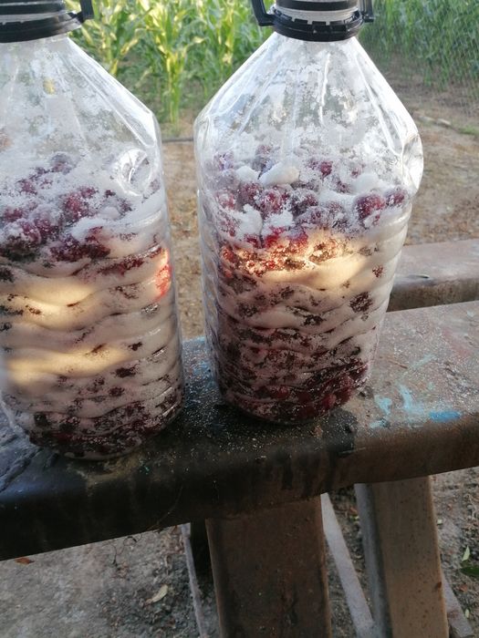 Vișine Bio de vânzare