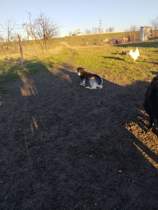 Ieduță de  vânzare