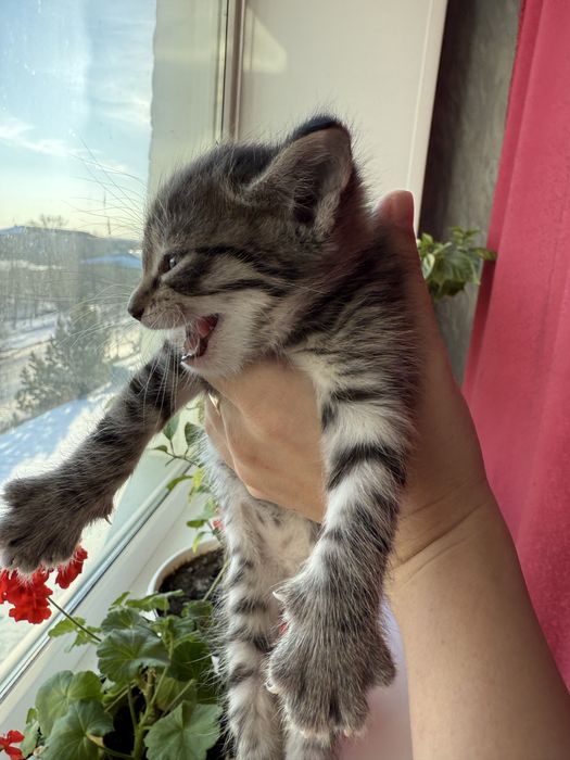 Отдам миленького котенка в добрые ручки