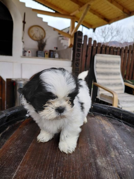 Pui shih tzu Panda Line