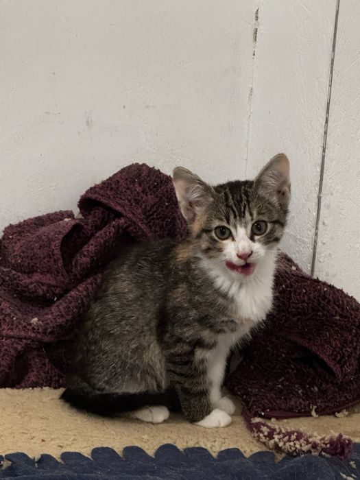 Donez pui de pisică – 3–4 luni