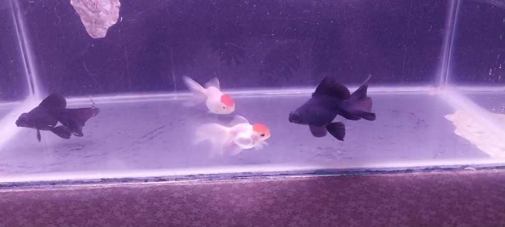 Продам аквариумных рыбок