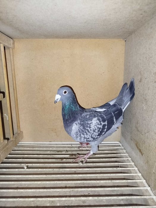 Porumbei voiajori maturi