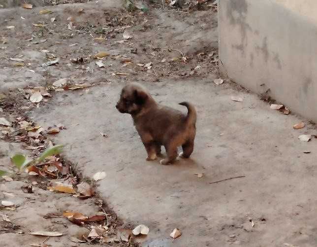 Отдам щенков бесплатно