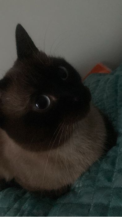 Сиамский кот,мальчик отдаю в хорошие руки