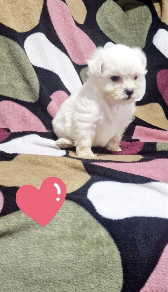 Femela bichon malteze miny toy