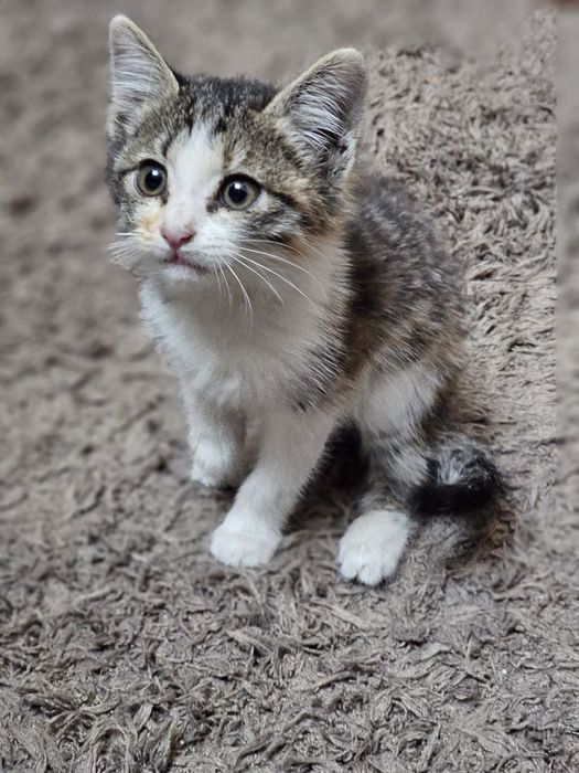 Котёнок девочка, игривая, ласковая