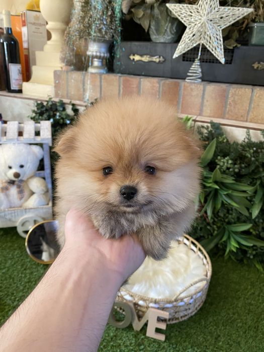 Pomeranian- 2 luni Carnet de sanatate