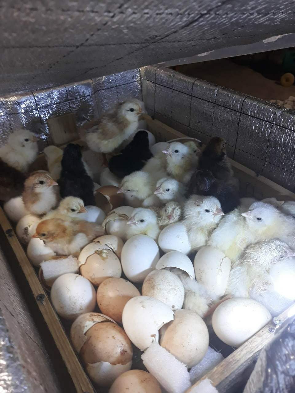 Nest   inkubator
