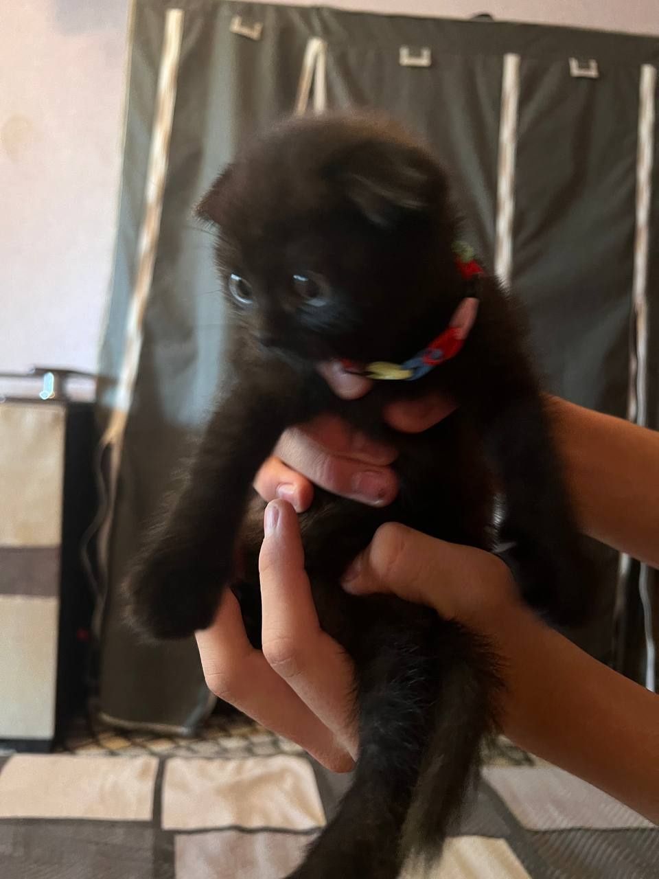 Породистые котята