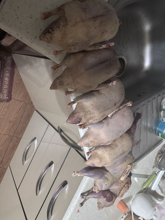 Yovvoyi o’rdak fazan tustovuq quyon go’shtlari. Дич. Dich