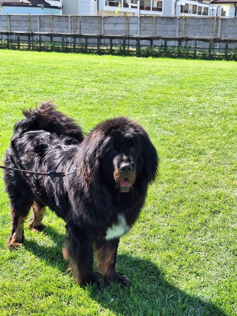 Mastiff Tibetan  de vânzare