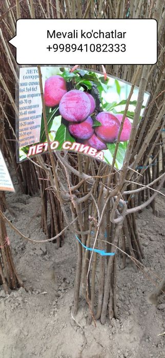 Mevali ko'chatlar [саженцы фруктов]