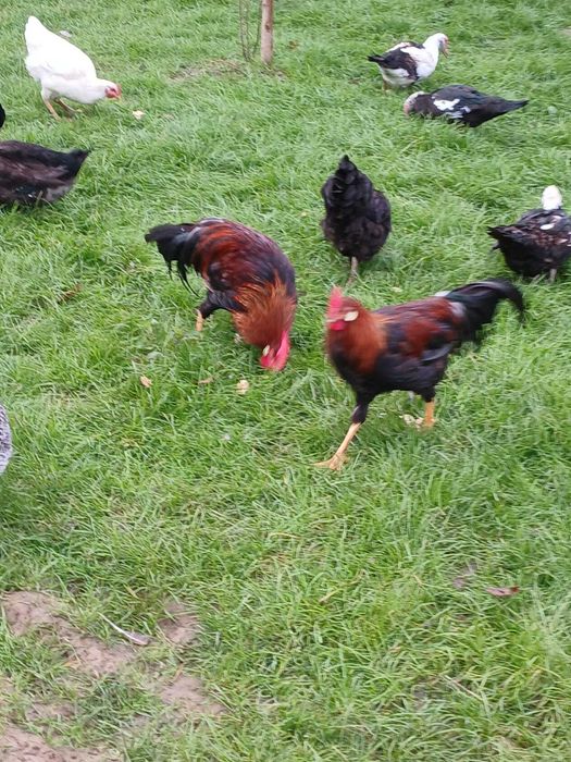 Doi Cocosi tineri de italian