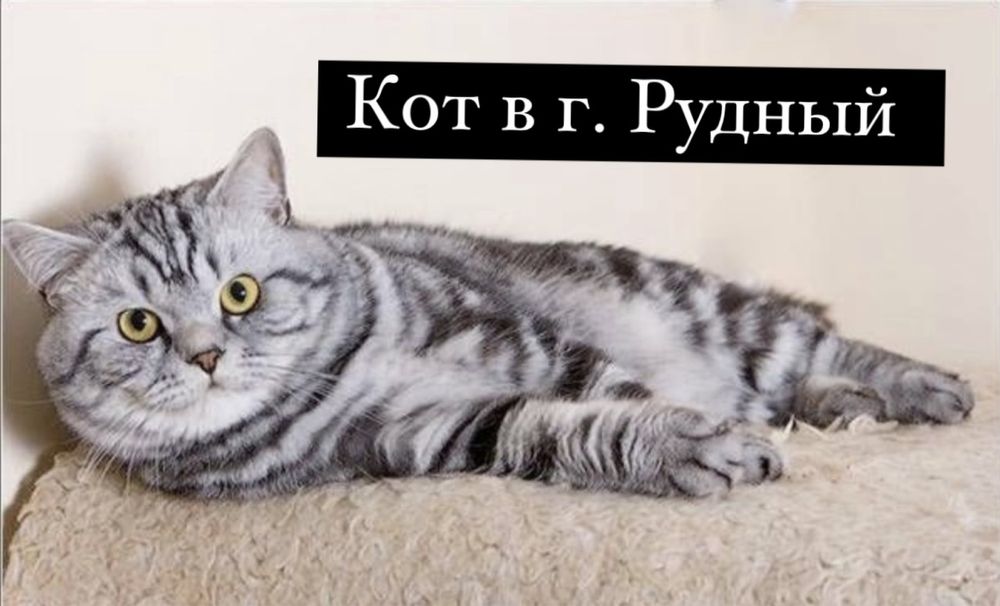 Британский кот вязка