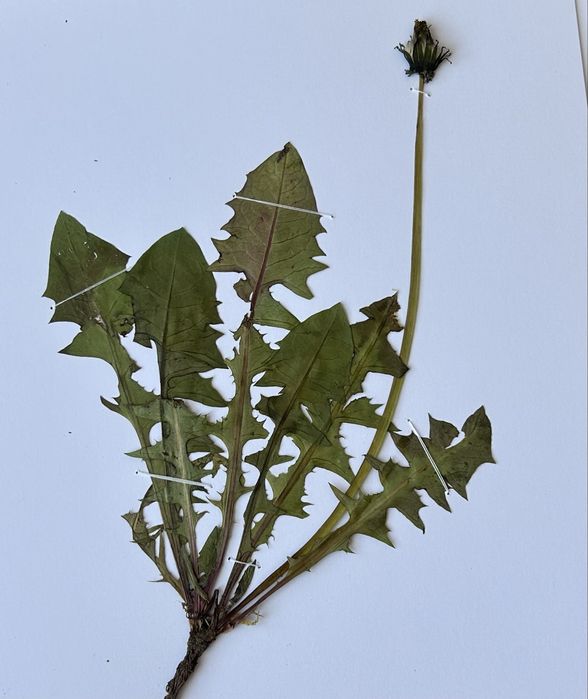 Морфологичен Хербарий 20бр