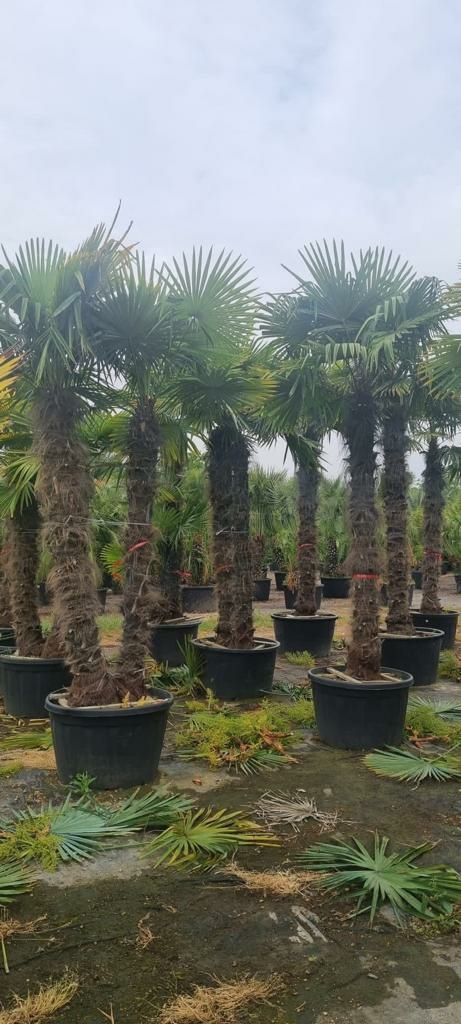 Palmieri trachycarpus fortunei rezistent la firg/-18C