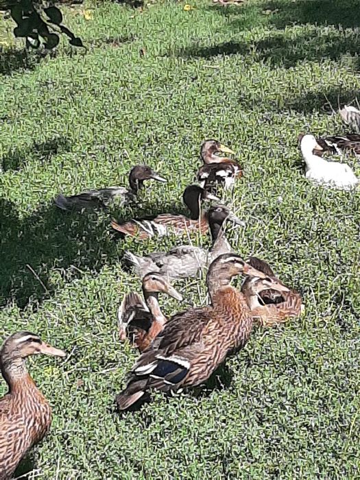 Vand rata indiana alergatoare