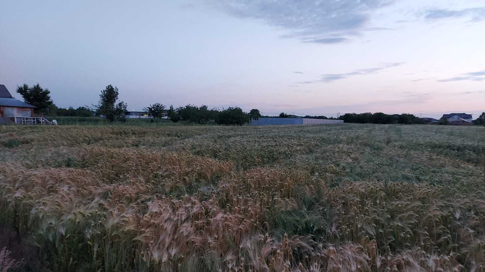 Teren Intravilan 708 m2 Comuna 1 Decembrie