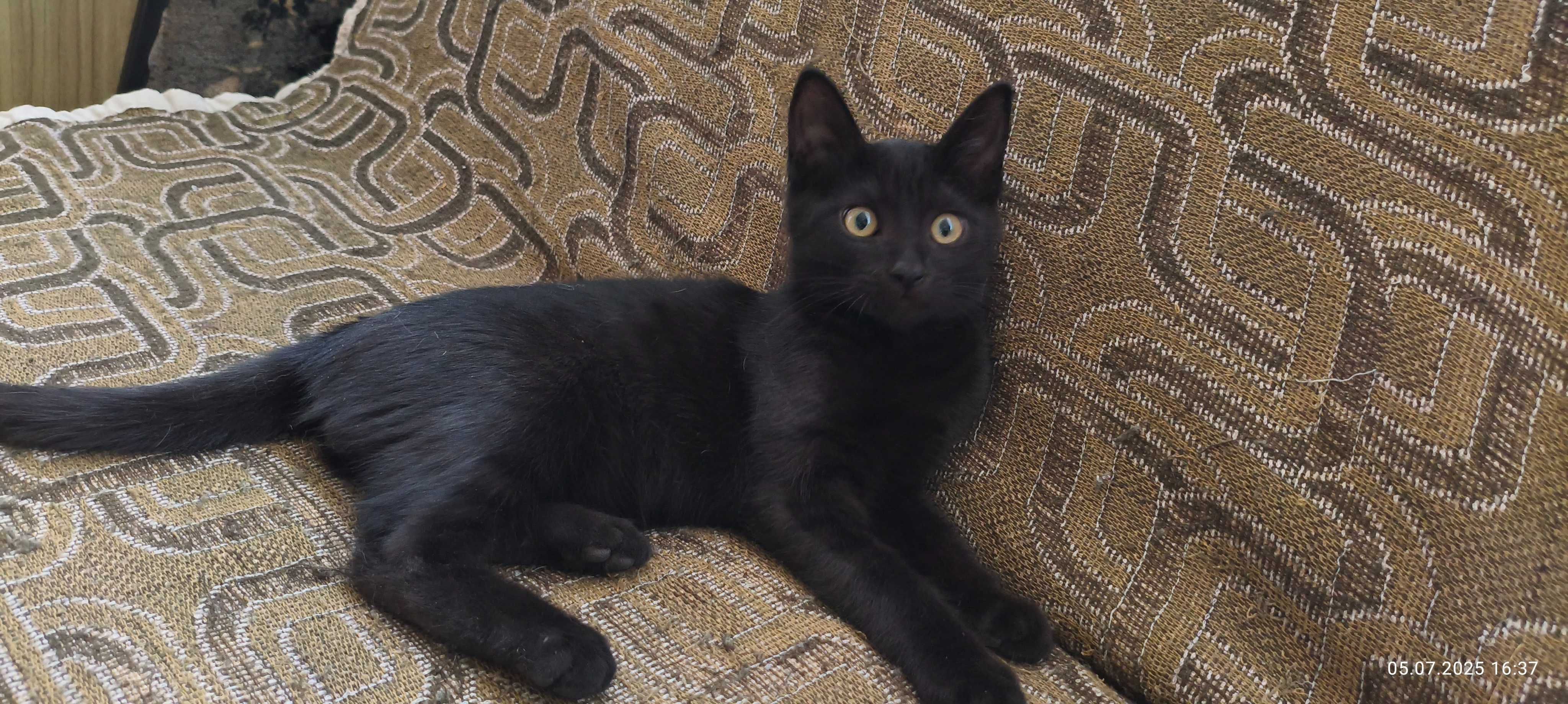 Отдаются котята.