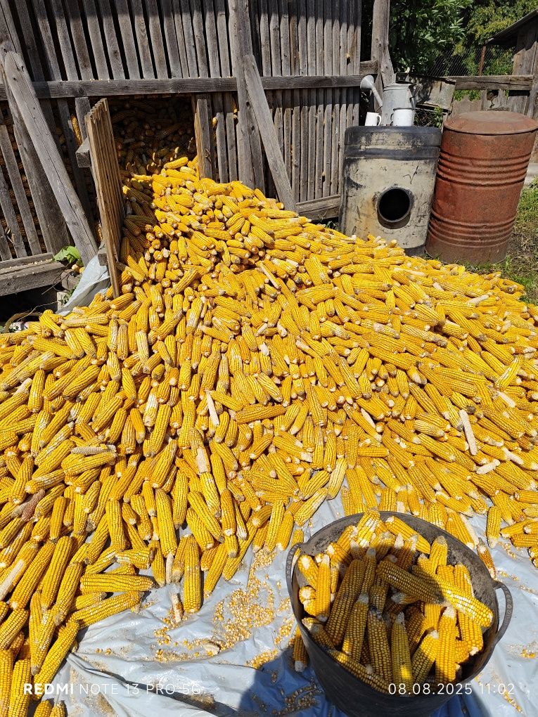 Vând grăunțe Mass 37V
