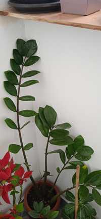 Растение Замикулкас,коледна звезда