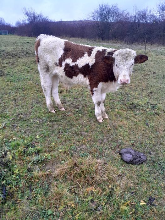 Vand trei tăuraşi și o vițea în vârstă de opt noua luni