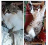 Избягало коте в гр. София