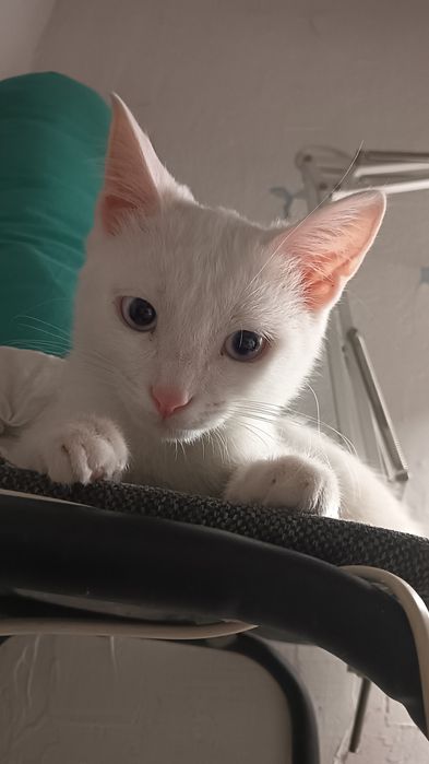 Белая пушистая красавица