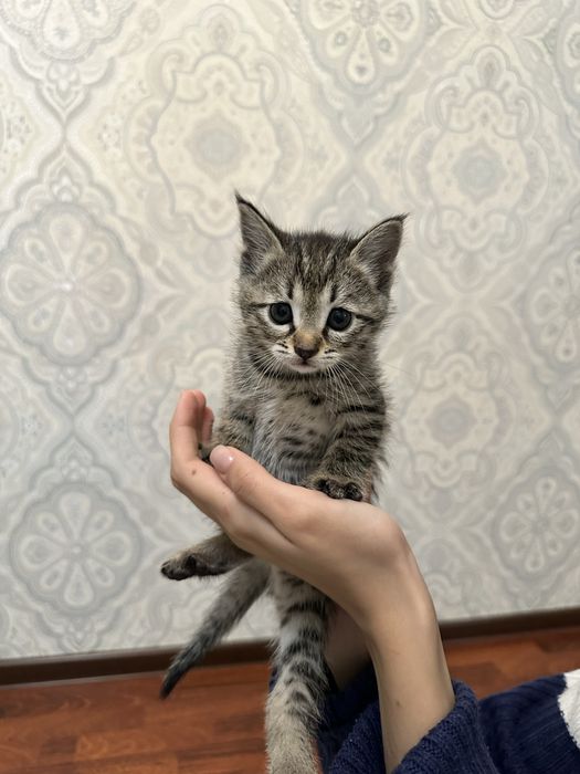 Отдаем котят в добрые руки