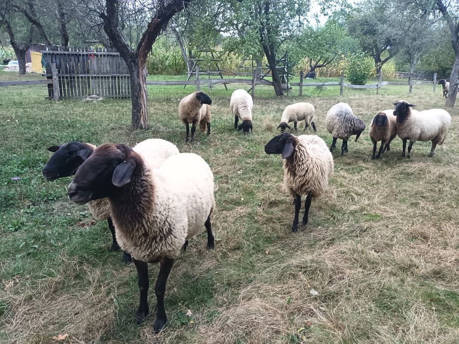 Vand oi carabas sarbezc de prasila