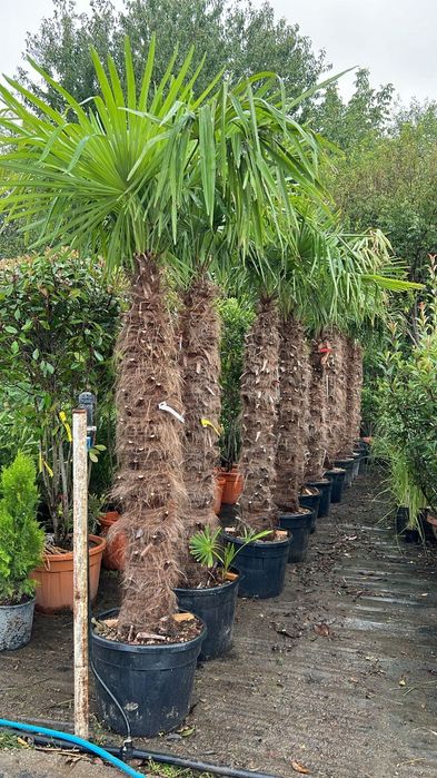 Palmierii Trachycarpus