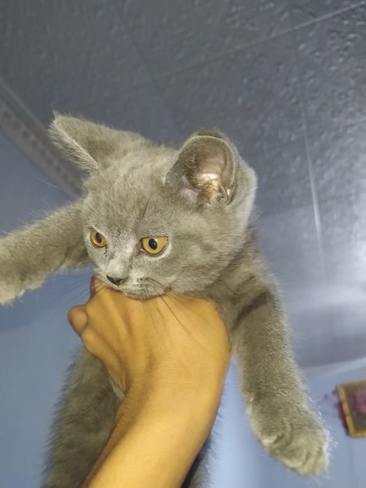 Продаются котята