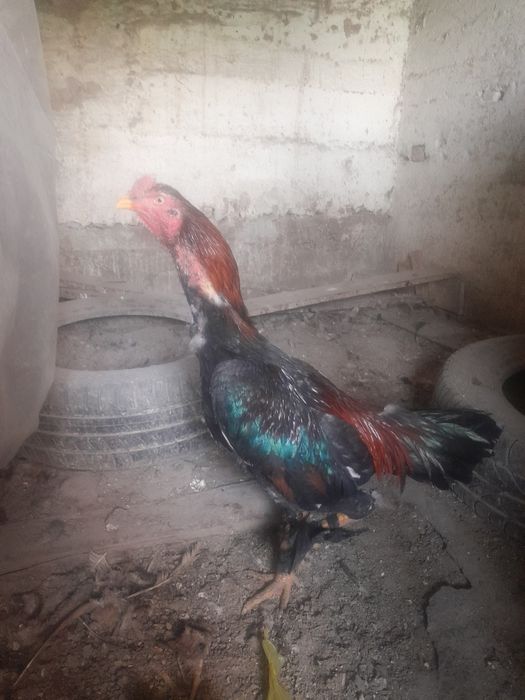 Продам петуха бойцовский