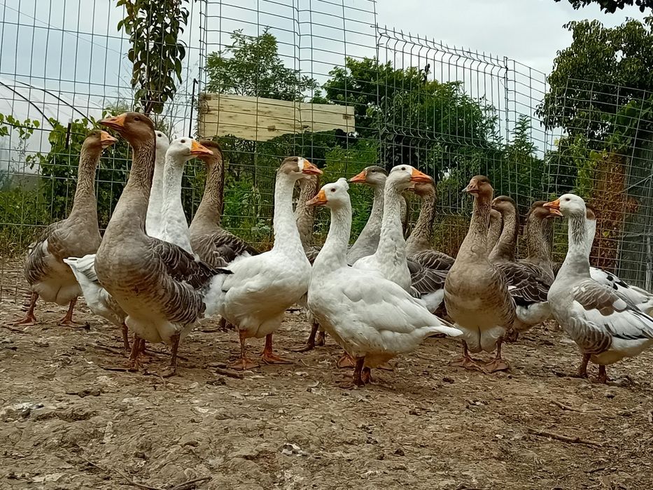 Gâște de Vânzare
